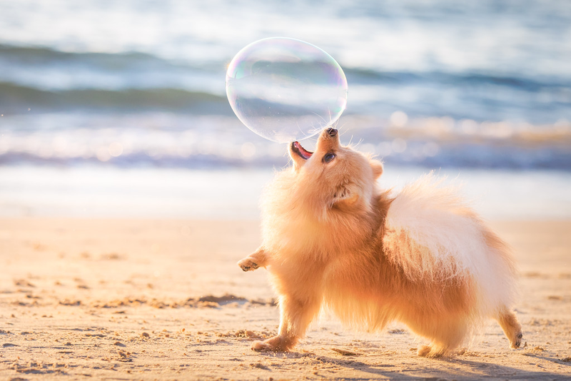 Illustration for article titled Las mejores fotos de perros del año, según un concurso que elige las mejores fotos de perros del año